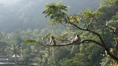 Macaque (Macaca fascicularis) in rainforest sitting on tree in Senaru, Lombok Stock Footage 37603780