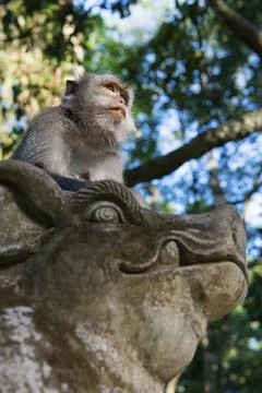 Macaque (Macaca), monkey, guenon animal, macaque, wildlife, nature, wild, Fotos de archivo