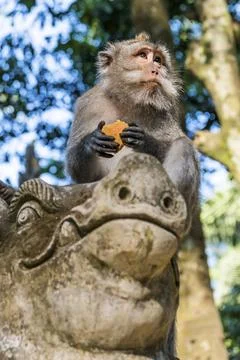 Macaque (Macaca), monkey, guenon animal, macaque, wildlife, nature, wild, Foto stock
