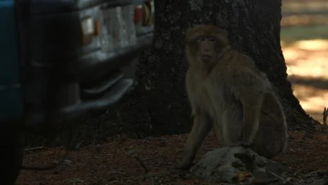 Macaque monkey in Azrou forest, Moroccan atlas. 스톡 사진