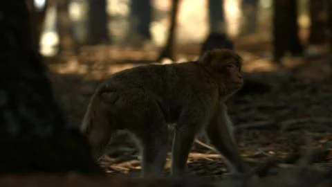 Macaque monkey in Azrou forest, Moroccan atlas. 스톡 사진