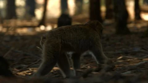 Macaque monkey in Azrou forest, Moroccan atlas. Stock Photos