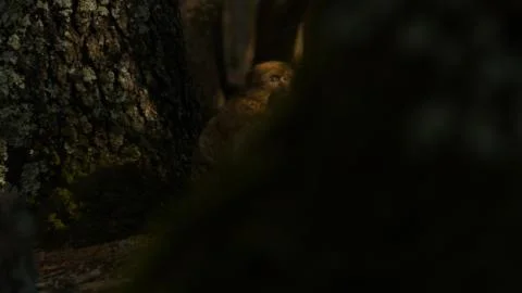 Macaque monkey in Azrou forest, Moroccan atlas. 스톡 사진