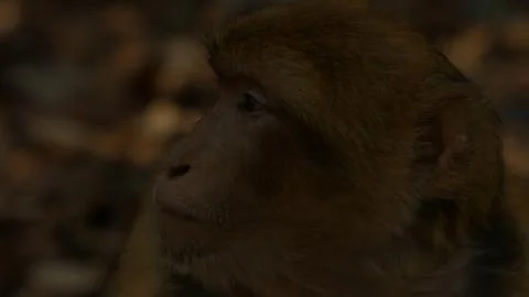 Macaque monkey in Azrou forest, Moroccan atlas. 스톡 사진