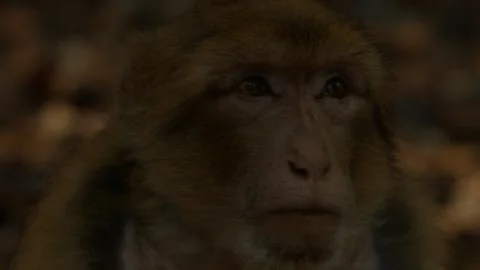 Macaque monkey in Azrou forest, Moroccan atlas. 스톡 사진