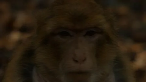 Macaque monkey in Azrou forest, Moroccan atlas. Stock Photos