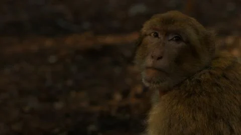 Macaque monkey in Azrou forest, Moroccan atlas. 스톡 사진