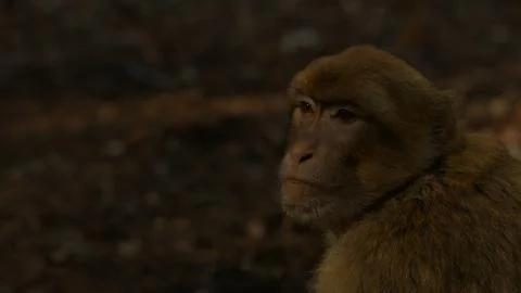 Macaque monkey in Azrou forest, Moroccan atlas. Stock Photos