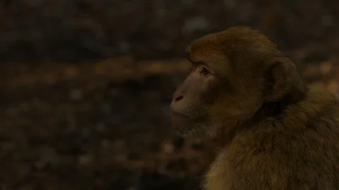 Macaque monkey in Azrou forest, Moroccan atlas. 스톡 사진