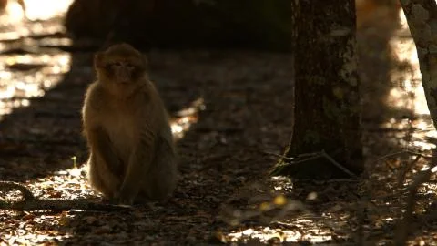 Macaque monkey in Azrou forest, Moroccan atlas. 스톡 사진
