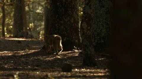 Macaque monkey in Azrou forest, Moroccan atlas. 스톡 사진