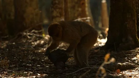 Macaque monkey in Azrou forest, Moroccan atlas. 스톡 사진