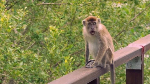 Macaque monkey in Bako national park (Malaysia) Stock Footage 90931252