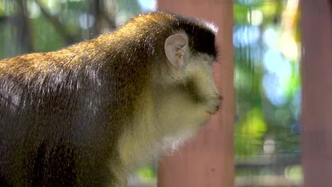 Macaque monkey behind the bars in the zoo Vídeos de archivo 139009161