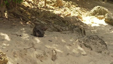 Macaque monkey biting a coconut in Bali Stock Footage 78231364