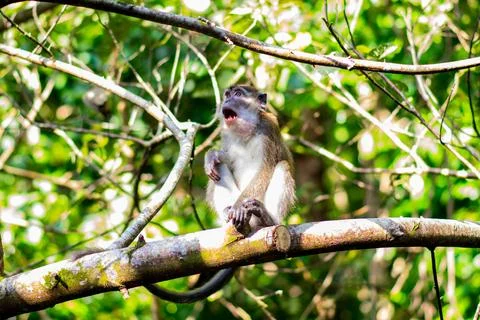 A macaque monkey on a branch with an expressive open-mouth pose Stock Photos