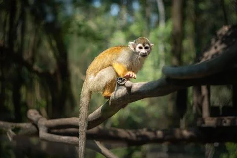 A macaque monkey on a branch in the jungle Fotos de archivo