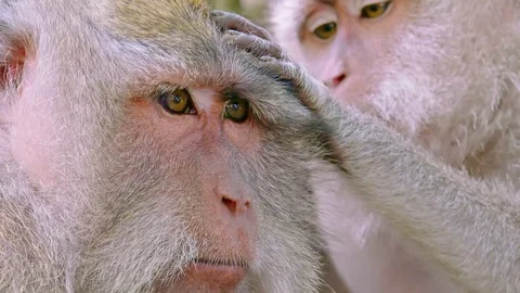 Macaque monkey carefully grooming other one. Indonesia Stock Footage 74675051
