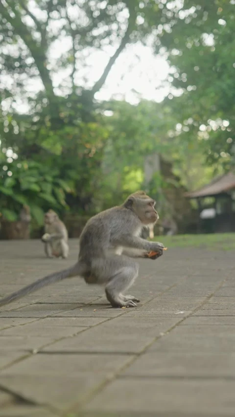 Macaque monkey carrying food walking on pavement Stock Footage 341515525