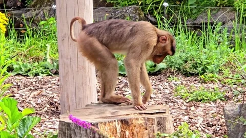 Macaque Monkey Chewing and Inspecting Tree Stump in Nature Stock Footage 348614730