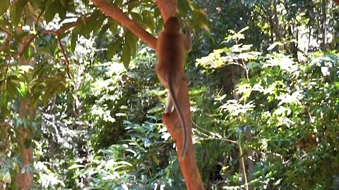Macaque monkey climb up tree and eat in forest at dayang bunting island. Vídeo Stock 122091176