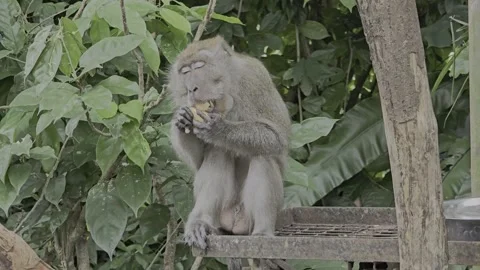 Macaque monkey climbing and eating on a tree platform in Melaka Zoo Vidéo 278148842