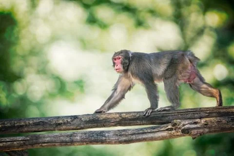 Macaque monkey is climbing on branch of tree in forest. Stock Photos