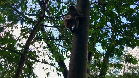 Macaque monkey climbing a tall tree in the park escaping from humans in Lopburi Stock Footage 125526312