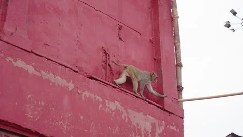 Macaque monkey deftly climbs along a ledge on a red building Stock Footage 249761545