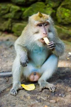 Macaque monkey eating a banana in Monkey Forest, Ubud, Bali, Indonesia Stock Photos