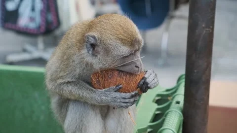 Macaque monkey eating coconut while perched on trash can at Batu Caves entrance Stock-Footage 288113483
