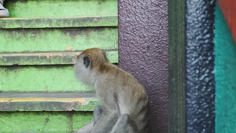 Macaque monkey eating food with hands while sitting by green stairs at Batu Video stock 288113528
