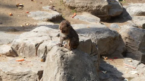 Macaque monkey eating 库存影片 195491786