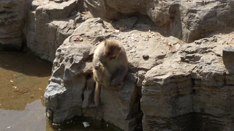 Macaque monkey eating 库存影片 195493307