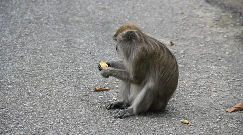 Macaque Monkey Eating Fruit in Malaysia Stockbeeldmateriaal 1008247