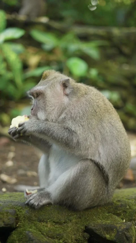 Macaque monkey eating fruit in a natural habitat Stock Footage 340847255