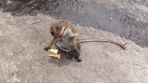 Macaque Monkey Eating Ice Cream From Another Angle 動画素材 334718073