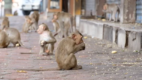 Macaque Monkey Eating Street Food On The... | Stock Video | Pond5