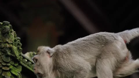 Macaque Monkey Eating While Walking At Temple Ruins In Ubud Monkey Forest Stock Footage 304106419