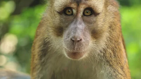Macaque Monkey Face Close View Oslob Cebu Philippines Natural Habitat Scene Stock Footage 333403802
