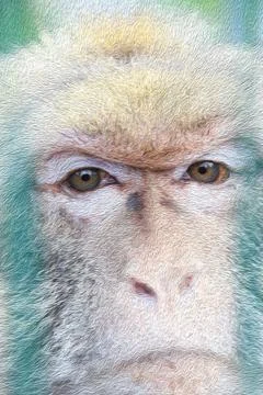 Macaque monkey face Stock Photos