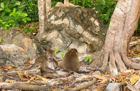 Macaque monkey family Monkey beach Phi phi island Stock Photos