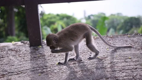 Macaque Monkey feeding it's Infant Baby, Monkey Forest Stock-Footage 233772095