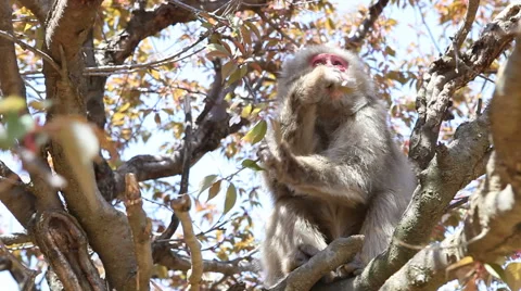 Macaque monkey feeding in a tree Stock Footage 49955804