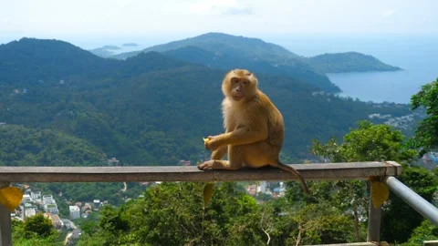 Macaque Monkey Feeding on Wooden Railing at Phuket Viewpoint 4K Video stock 332134702