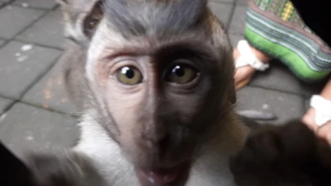 Macaque Monkey Grabbing Camera Vídeos de archivo 88221804