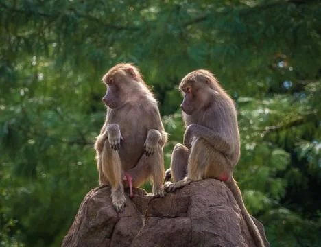A macaque monkey group in a zoo in neunkirchen Stock Photos