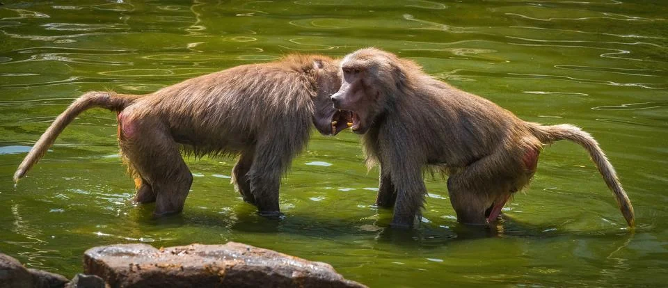 A macaque monkey group in a zoo in neunkirchen Stock Photos