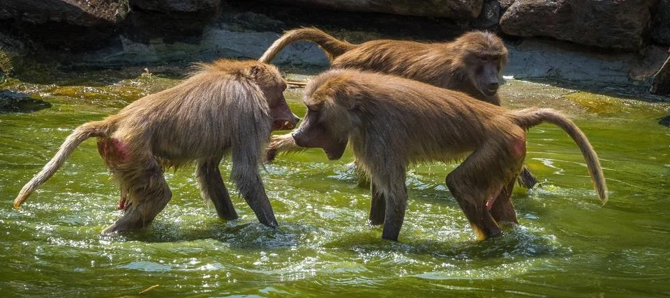 A macaque monkey group in a zoo in neunkirchen Stock Photos