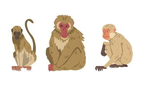 Macaque Monkey as Herbivorous Ape in Sitting Pose Vector Set Stock Illustration